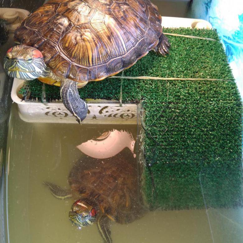 Маленькие водные черепахи: уход и содержание в домашнем аквариуме
