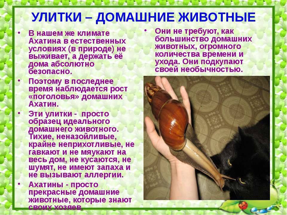 Домашние улитки, уход и содержание