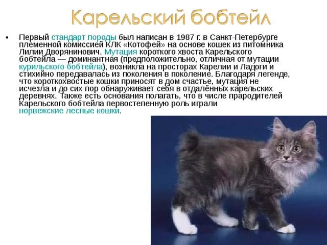 Курильский бобтейл