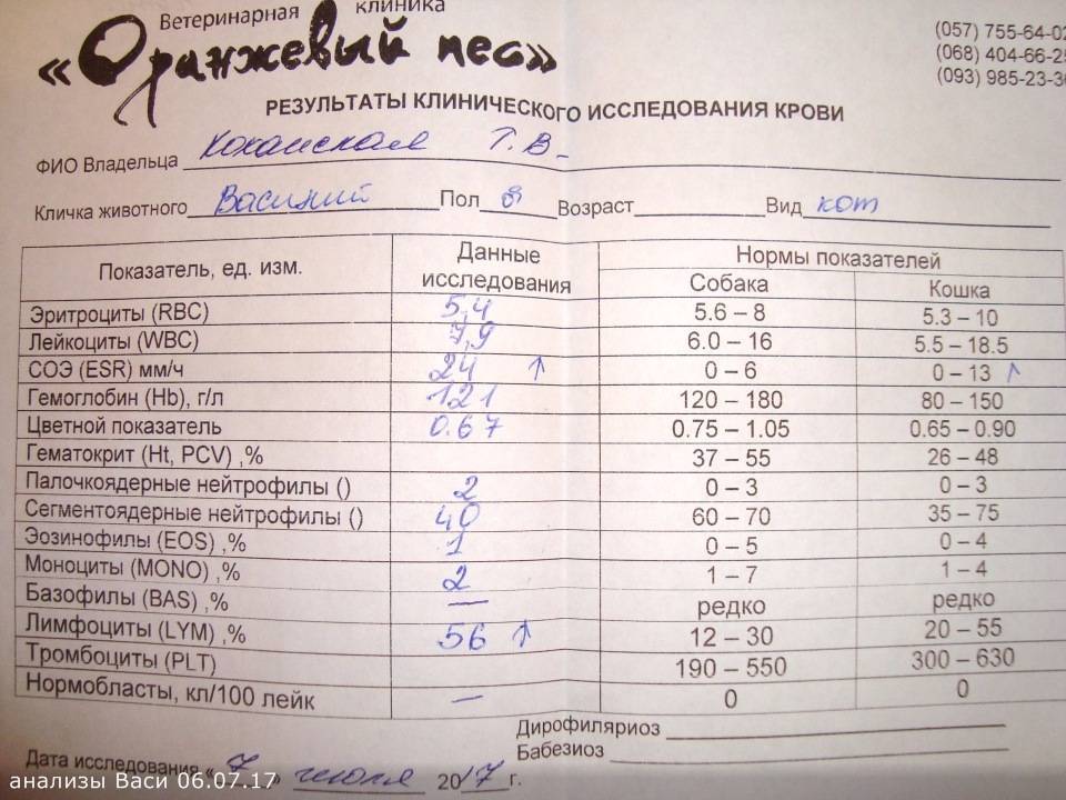 Эозинофилы у кошки понижены. Лейкоциты у кошки норма. Лейкоциты у собаки норма.