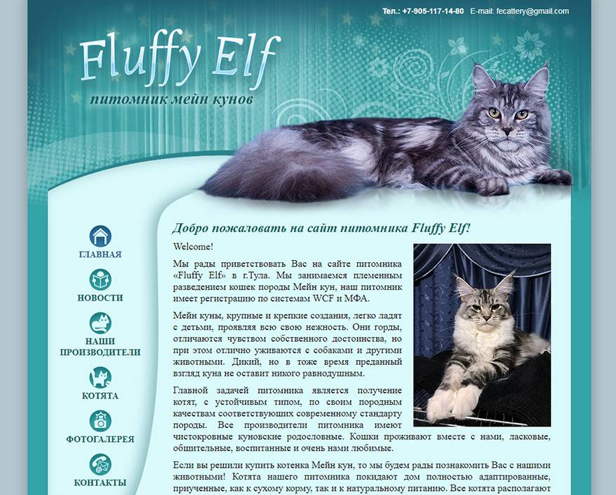 Уход за мейн-куном - топ 7 особенностей содержания