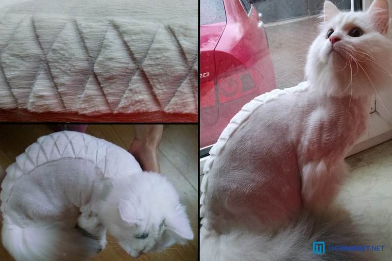 Стрижка кошек - для чего нужна животным, гигиенический и модельный груминг, стоимость в салонах