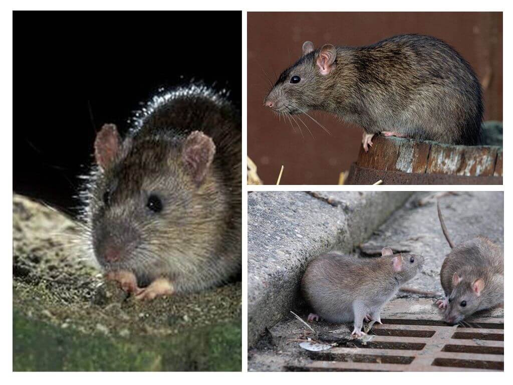 Какую пользу приносят крысы? исследование: полезность и вред от крыс в доме.