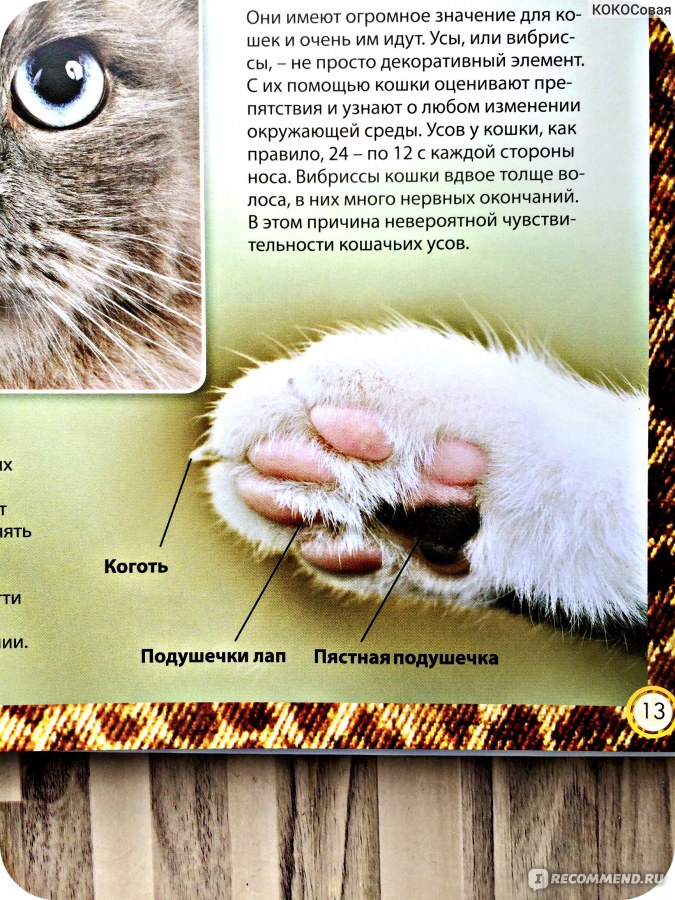 Камышовый кот (120 фото): интересные факты, внешний вид, окрас, размеры, особенности содержания и ухода