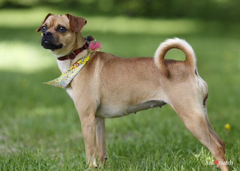 Пагль или пигль: фото и описание породы собак
пагль или пигль: фото и описание породы собак