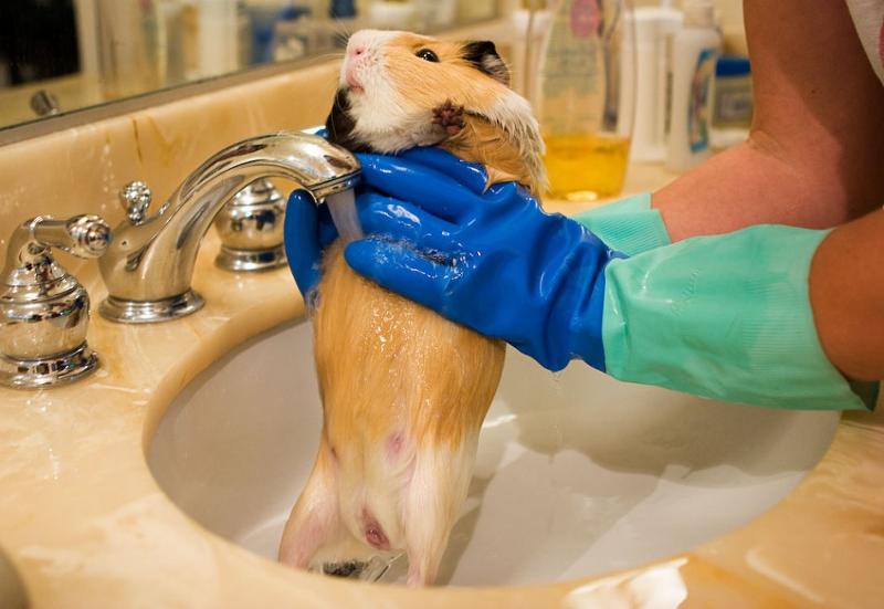 Как мыть морскую свинку в домашних условиях?