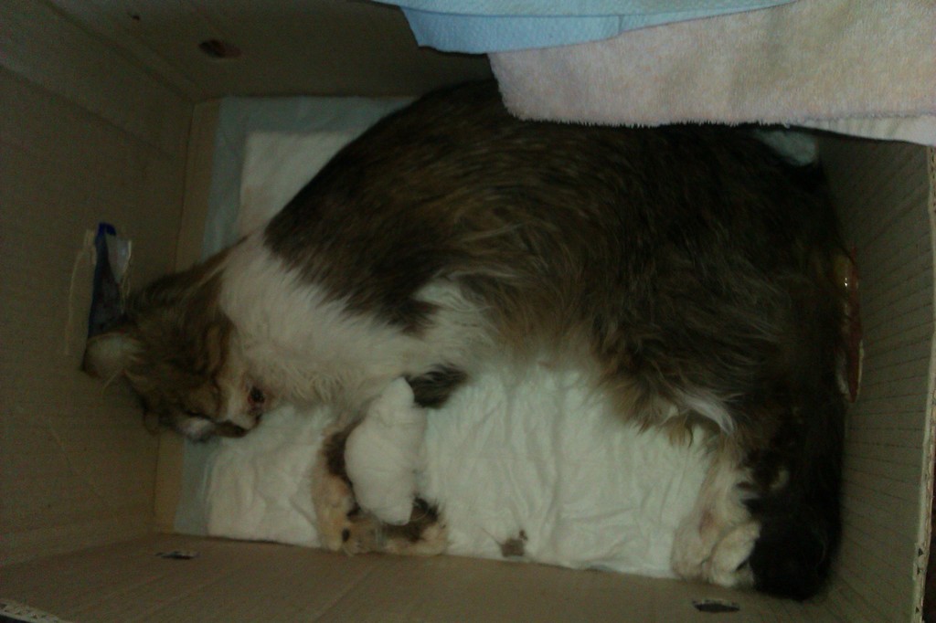 Рвота у кошки: все в норме или стоит обратиться к ветеринарному врачу?