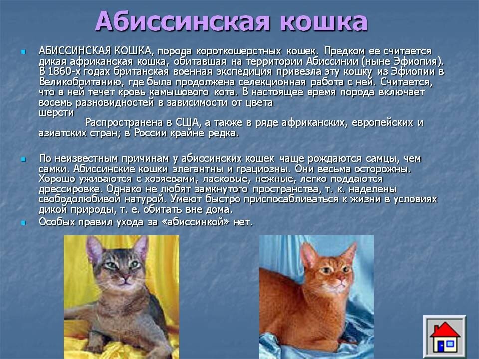 Шартрез (картезианская кошка): описание и характер, фото