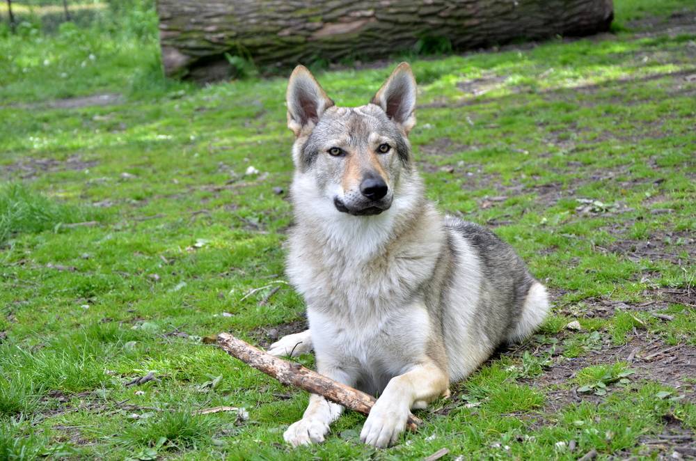 ᐉ описание породы чехословацкий влчак - ➡ motildazoo.ru