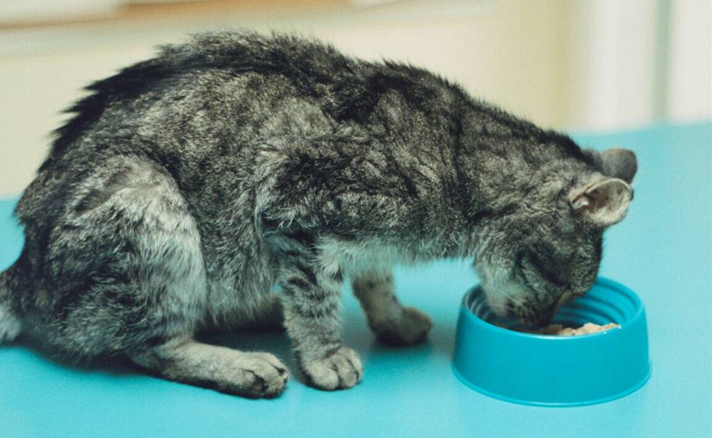 Кот не ест и не пьёт: тревожные симптомы, которые должны насторожить