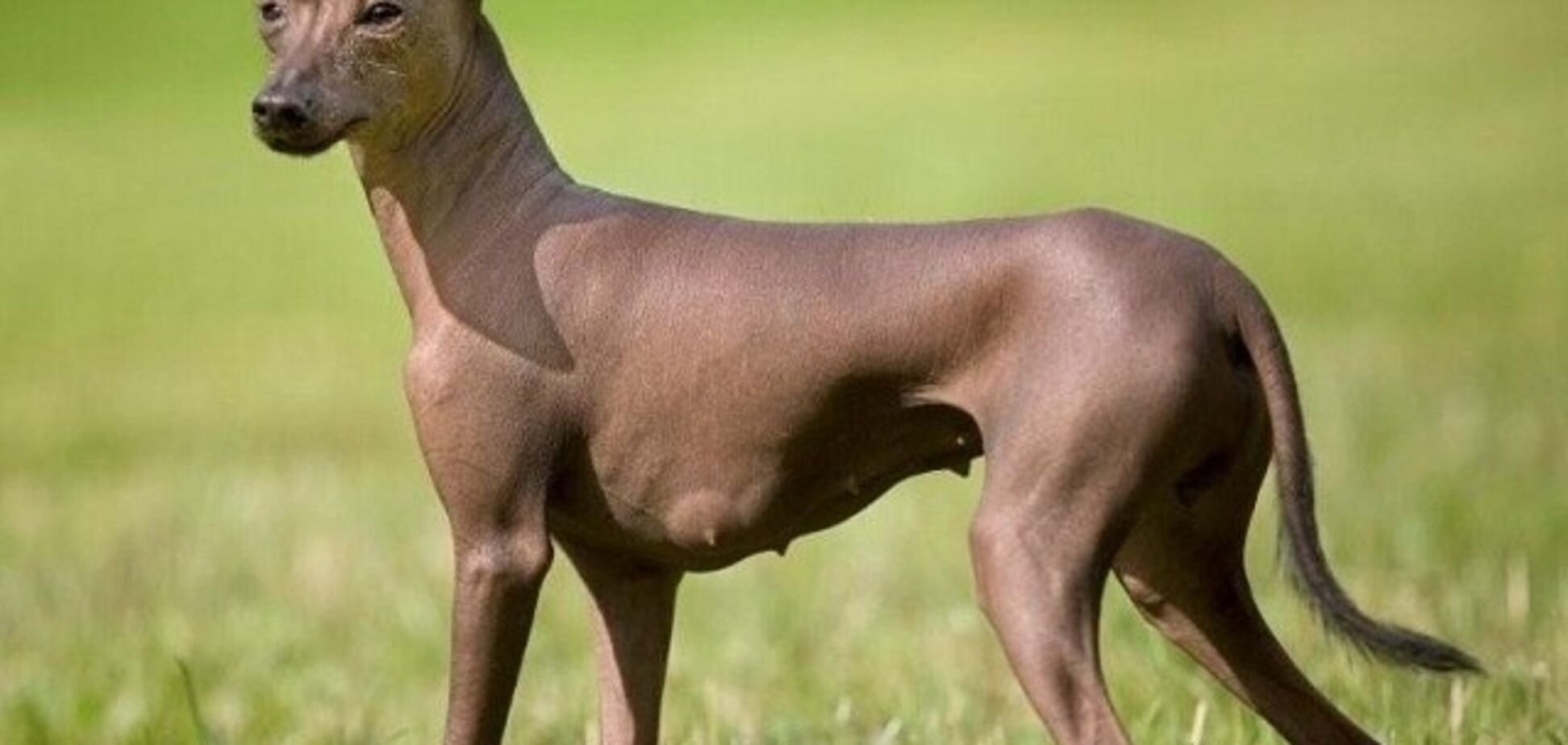 перуанская лысая собака фото