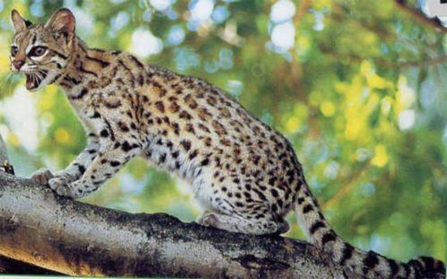 Дикая красавица леопардовая азиатская кошка