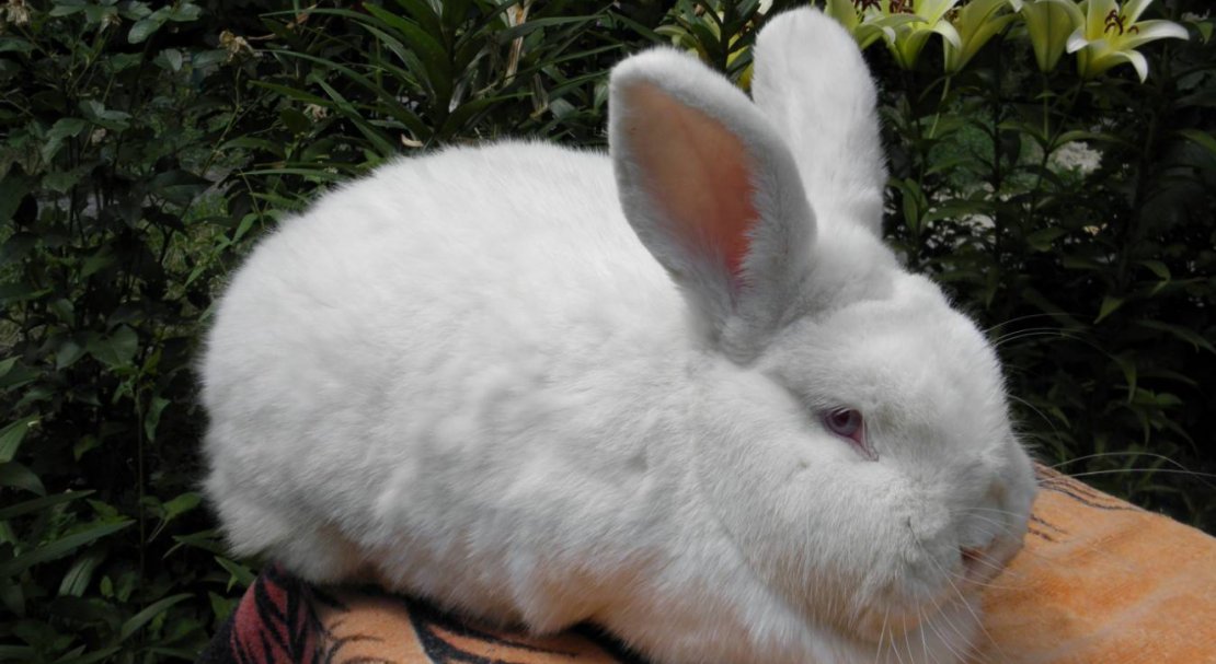Характеристика красной и белой пород новозеландского кролика