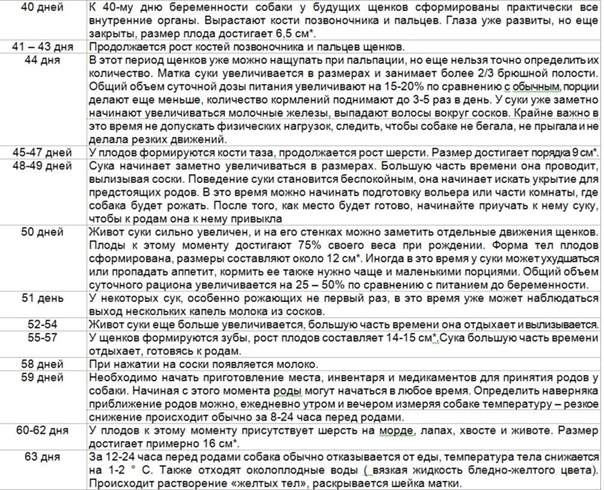Вязка чихуахуа: как правильно это делать и сколько длится беременность у питомцев по дням, а также как проходят роды