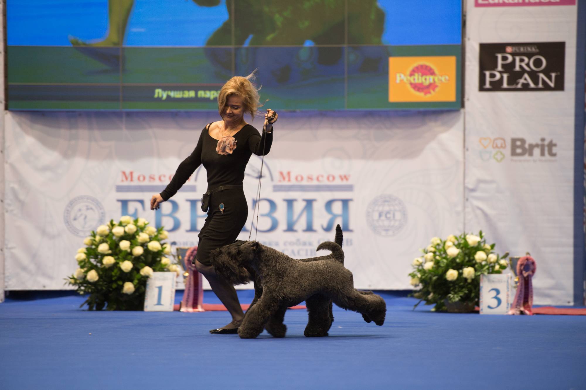 Всемирная выставка собак - world dog show - wikipedia