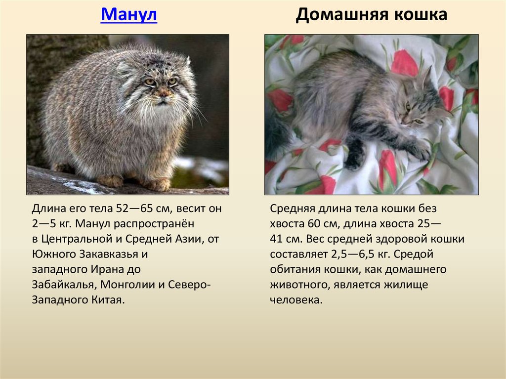 Манул – фото, описание, ареал, рацион, враги, популяция