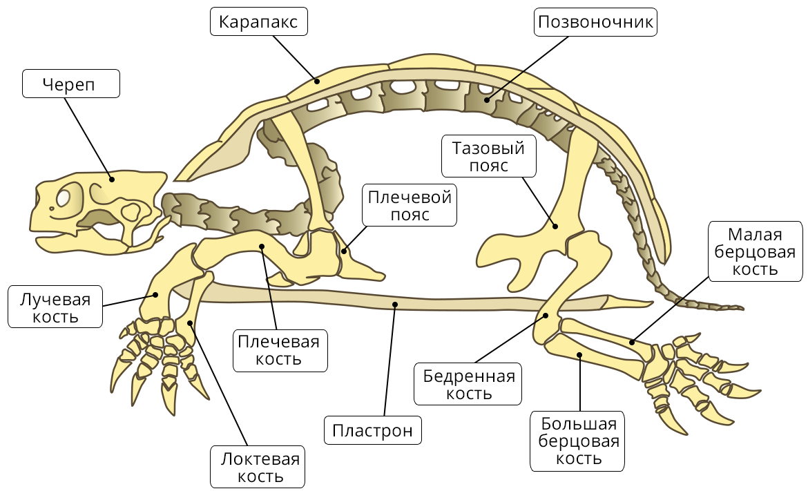 Пояса конечностей ящерицы. Скелет черепахи строение. Строение скелета черепах. Внешнее и внутреннее строение черепах. Внутренне строение черепахи.