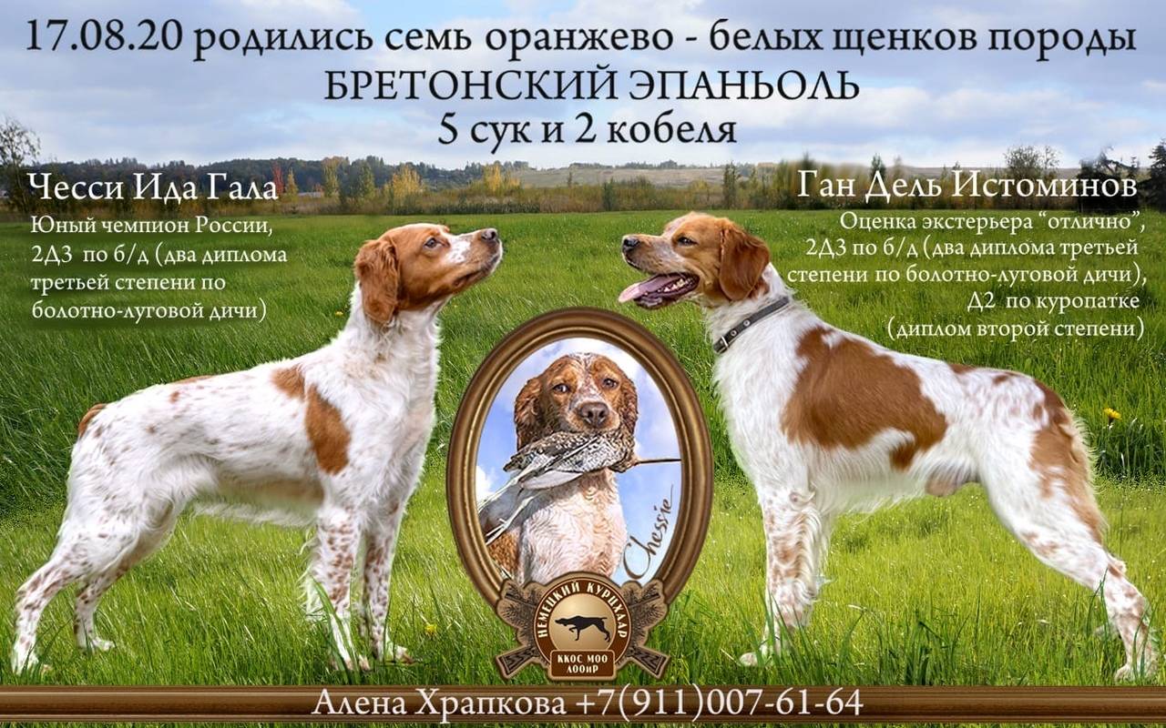 Подробная характеристика бретонских эпаньолей: особенности породы собак