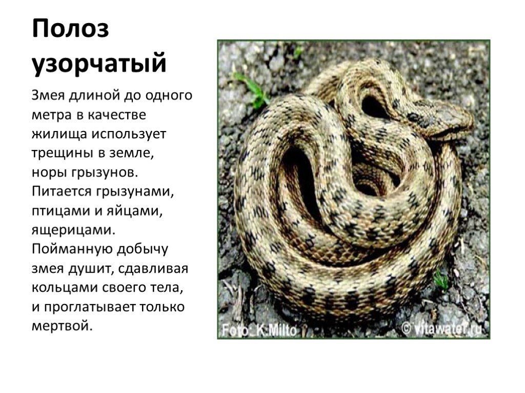 Узорчатый полоз