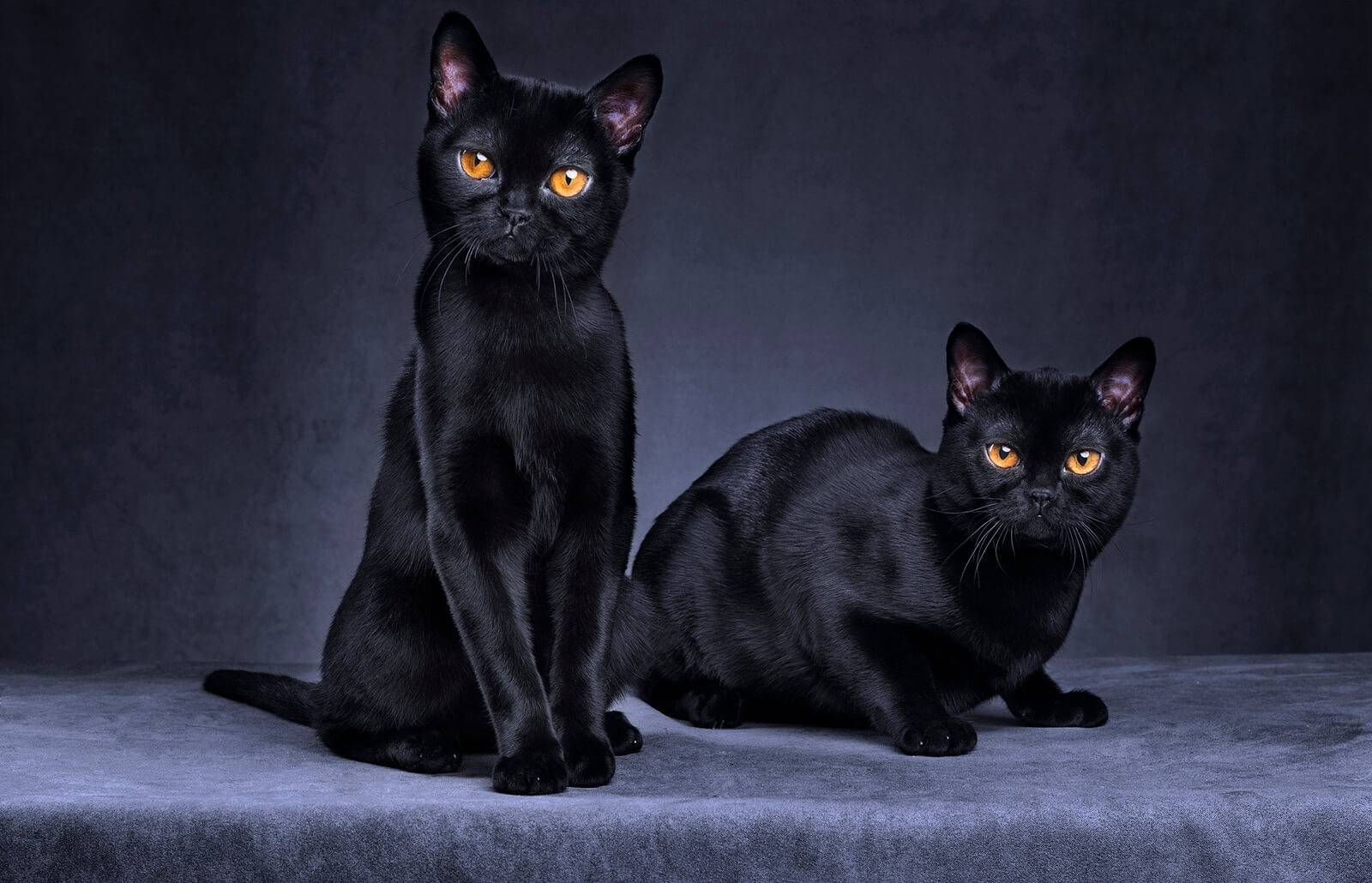 Кошка черная. породы и характерные особенности :: syl.ru