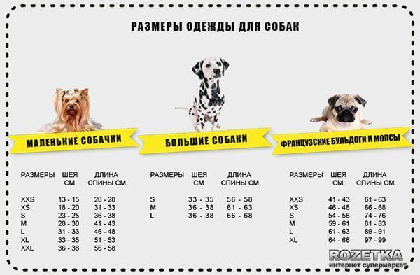 Породы собак средних размеров для квартиры: особенности содержания и основные характеристики