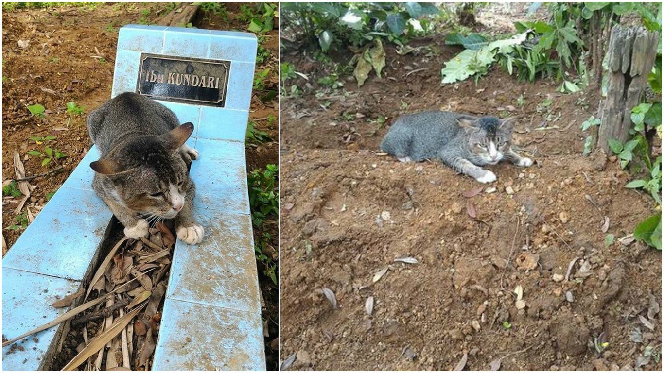 Где и как правильно похоронить кошку | кот и кошка