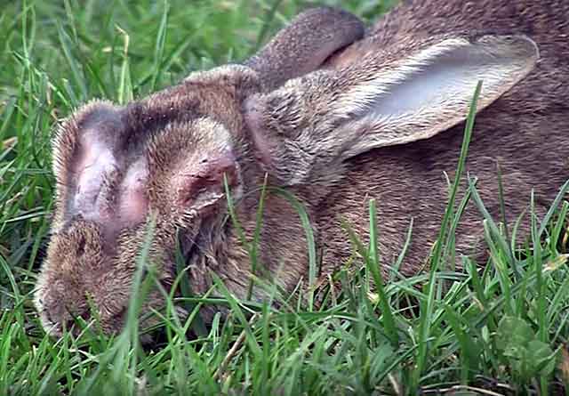 Ушные заболевания кроликов