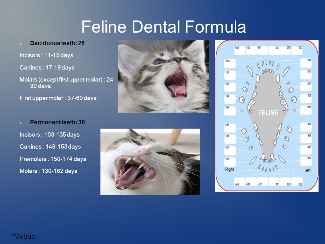 Смена молочных зубов у котят на постоянные: когда меняются, признаки, как это происходит