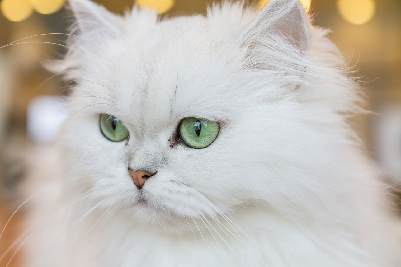Фото персидской кошки белого цвета
