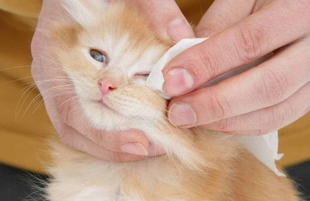 У кошки гноятся глаза: причины и лечение