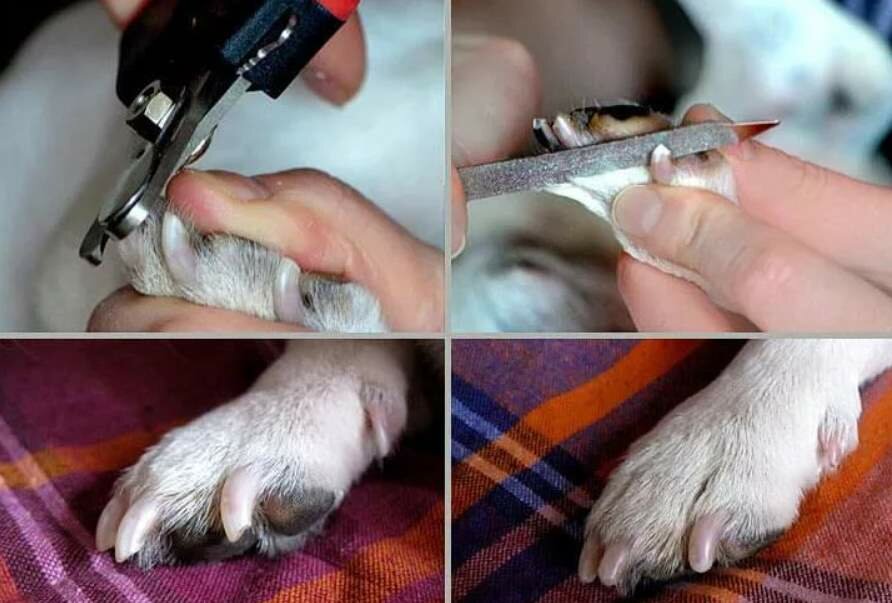 Как легко подстричь когти собаке в домашних условиях