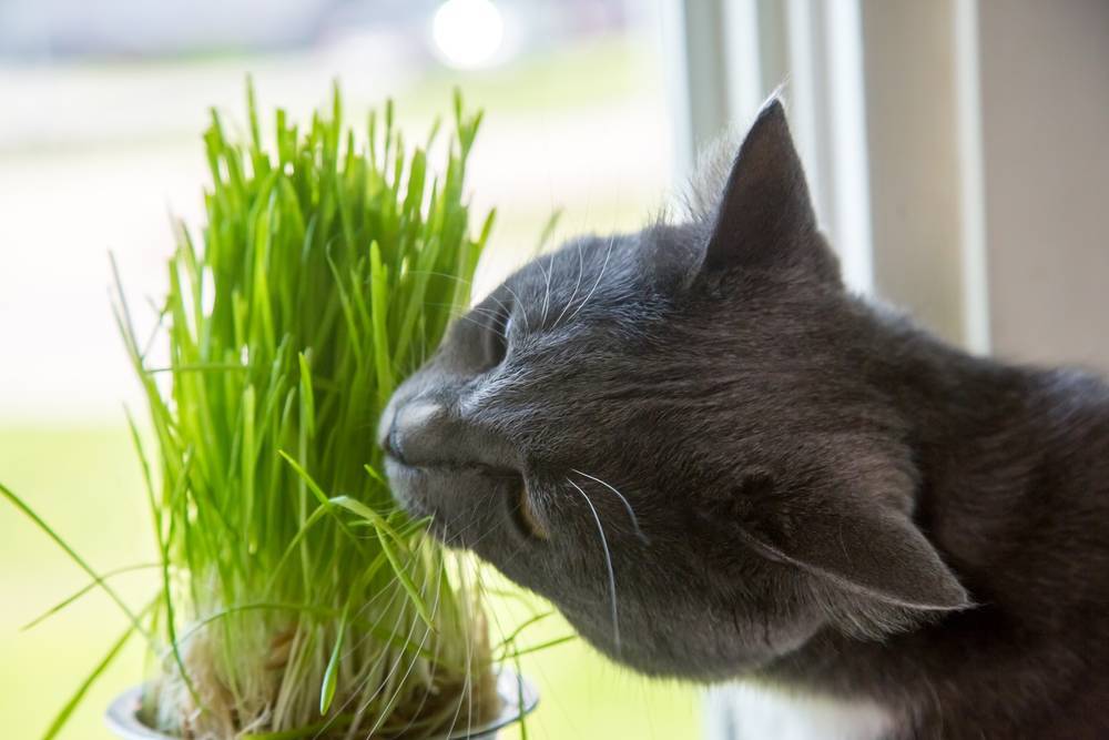 Какие виды кошачьих трав полезны для кошек и котов? (видео)