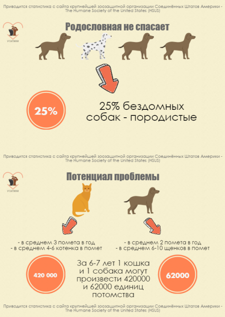 Стерилизация животных. Статистика кастрации и стерилизации животных. Инфографика бездомные животные. Стерилизуйте собак.