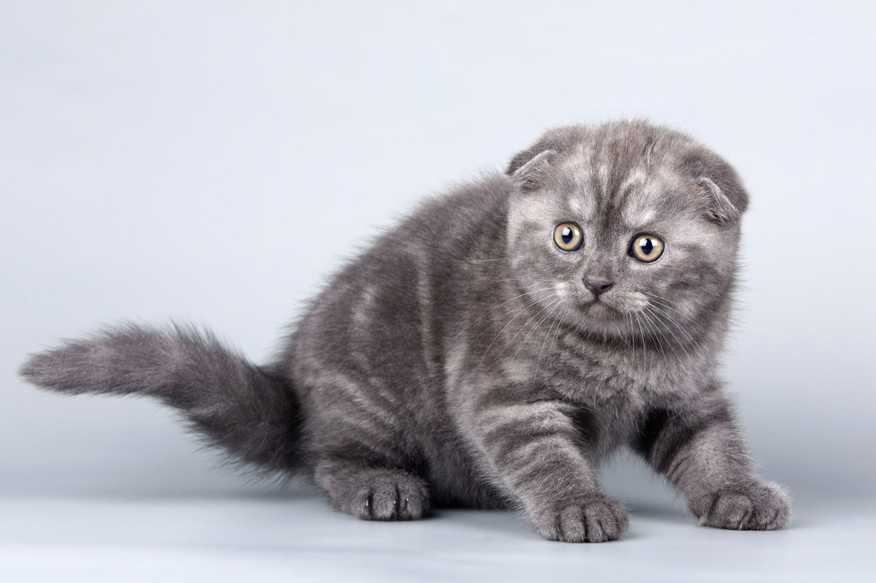 Скоттиш фолд — все варианты окраса шотландской вислоухой кошки, особенности кормления, ухода и содержания (40 фото)