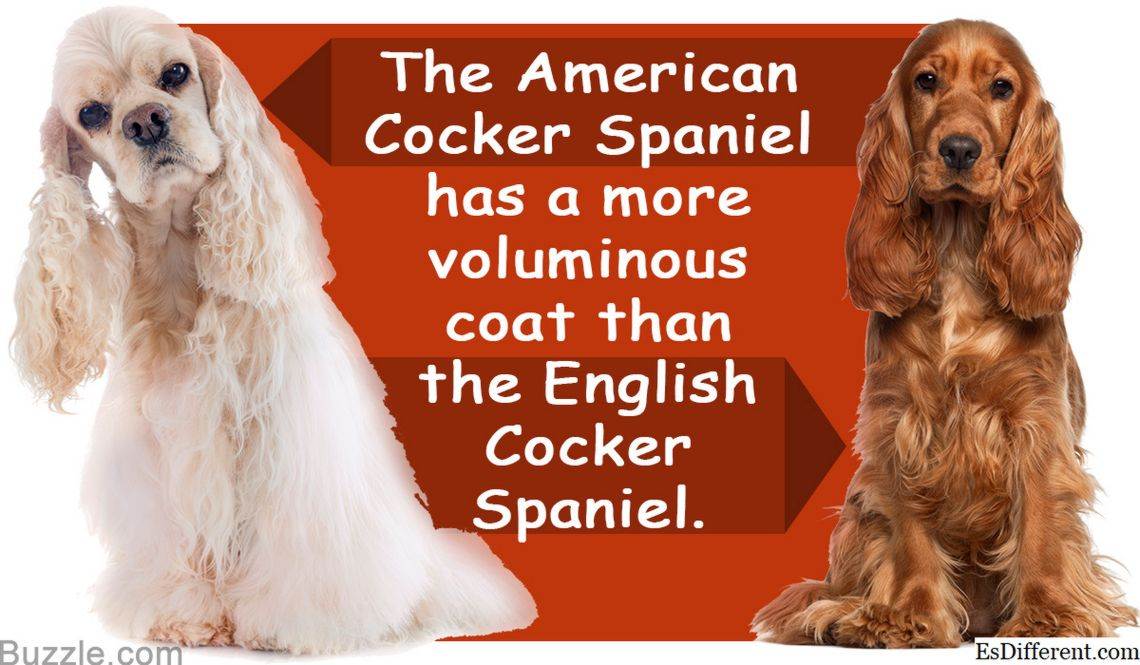 Американский и английский кокер спаниель – различия, фото, сравнение пород