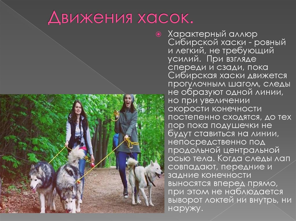 Как ухаживать за хаски - уход и правила содержания в доме и квартире щенка и взрослой собаки
