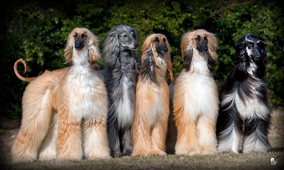 Афганская борзая — фото, описание породы, особенности этих собаки