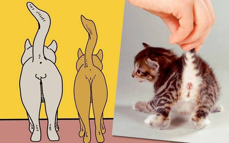 Как отличить кота от кошки по морде: различия