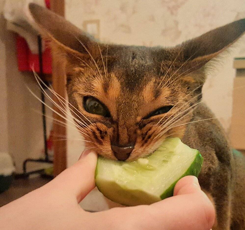 Почему коты боятся огурцов на самом деле
