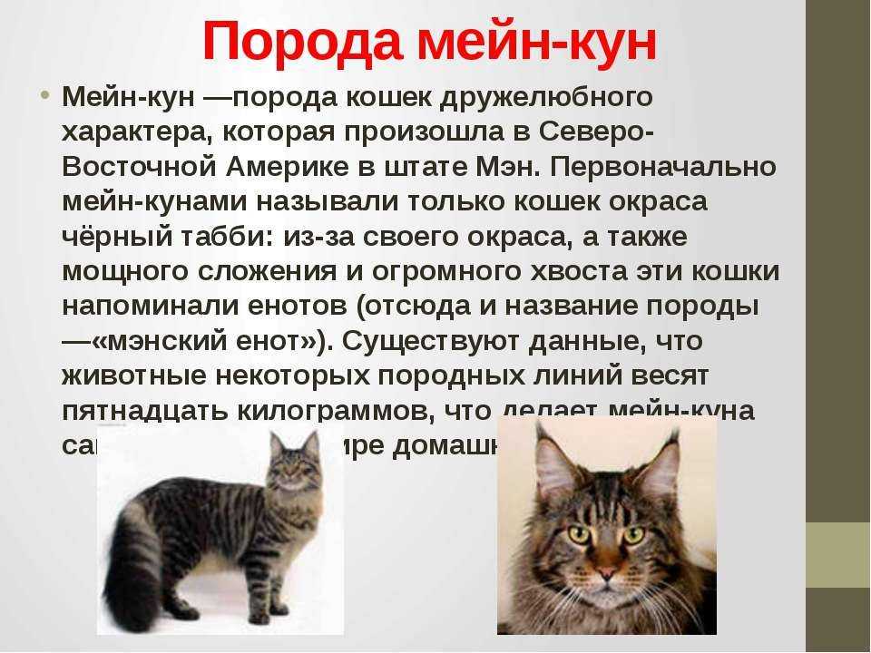 Особенности породы кошек мейн-кун, уход и содержание с фото: отзывы владельцев - все о породах кошек с описанием, фотографиями и названиями.все о породах кошек с описанием, фотографиями и названиями.