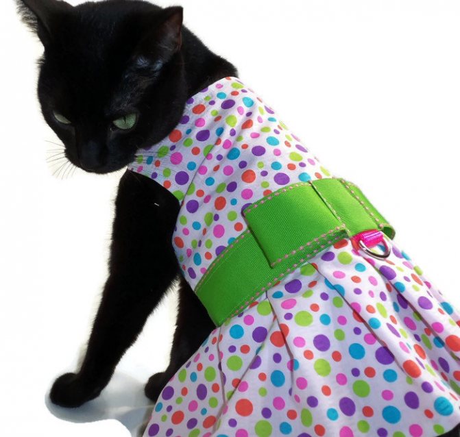 Одежда для кошек и котов: необходимость использования, как выбрать костюм в магазине и сделать своими руками
