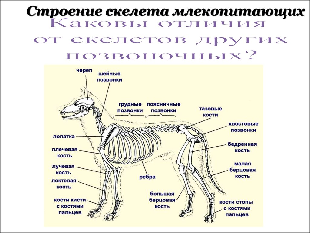 Анатомия собаки: скелет животного и строение его внутренних органов, фото