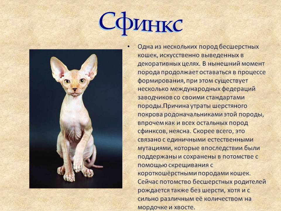 Невская маскарадная: описание породы, сколько живет, болезни, уход и содержание кошки