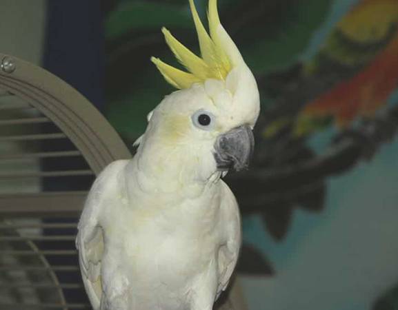 Стоит попугай какаду. Попугай Какаду в зоомагазине. Попугай Какаду f01241. Гибридный Какаду попугай. Сколько стоит попугай.
