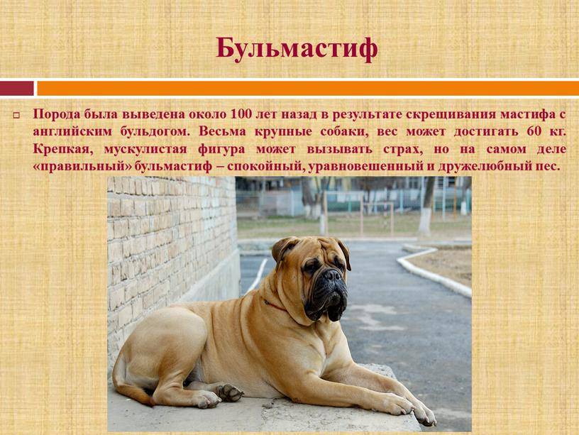 Собака мастиф: фото, как выглядит порода, какие виды бывают и основные окрасы - черный, голубой, рыжий