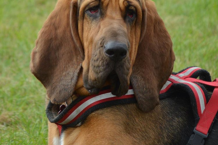 Порода собак бладхаунд и ее характеристики с фото