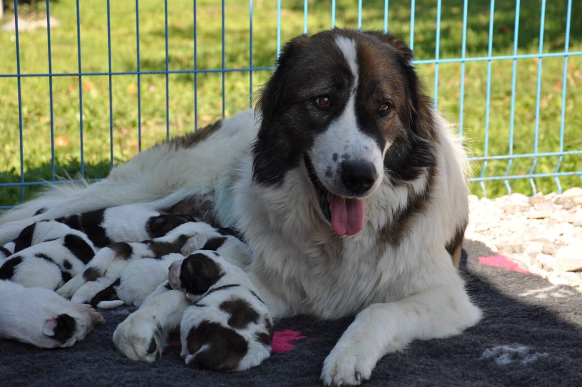 Торньяк — описание и характеристика породы | все о собаках