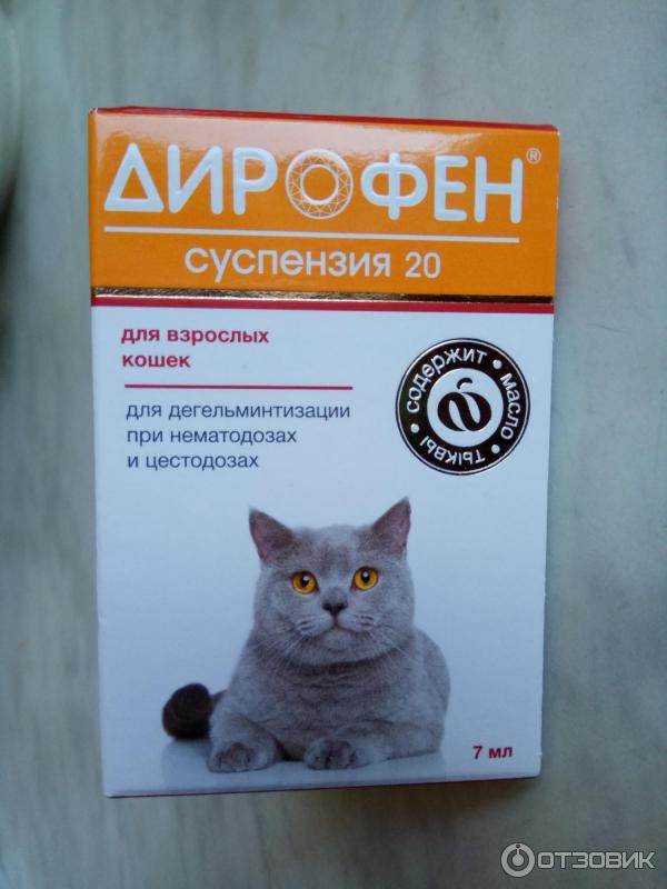 Как правильно применять суспензии и таблетки дирофен для кошки и котят