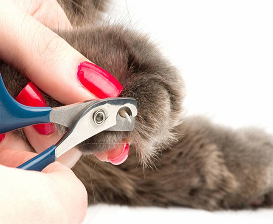 С какого возраста можно стричь когти котенку: зачем нужно, как часто, описание процедуры