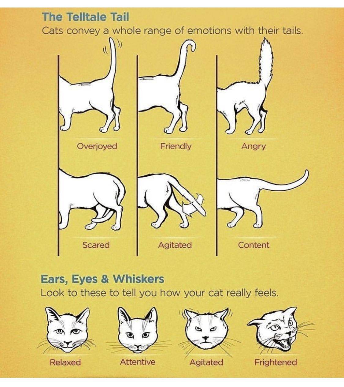 Почему кошки виляют хвостом или как понять своего питомца | ваши питомцы